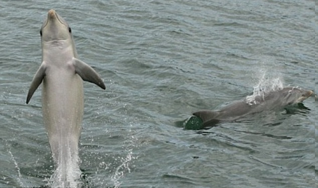 Dolphins playing